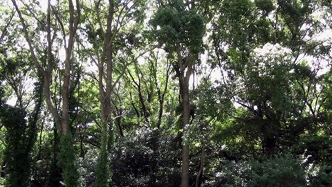 atTheForestSample.jpg